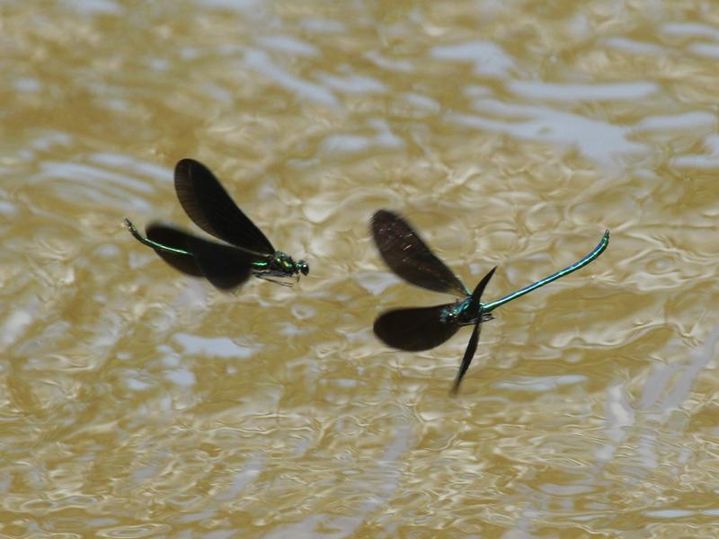 Photo of Ebony Jewelwing