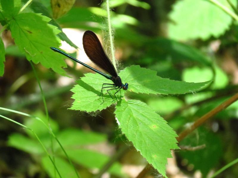 Photo of Ebony Jewelwing