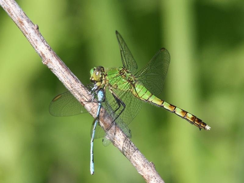 Photo of Eastern Pondhawk