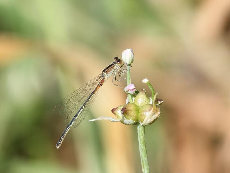 Photo of Eastern Forktail