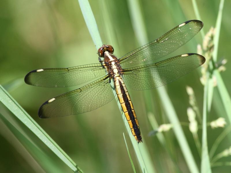 Photo of Spangled Skimmer