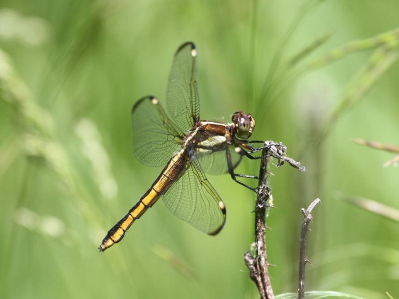 Photo of Spangled Skimmer