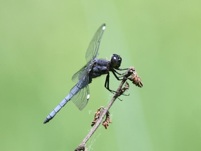 Photo of Spangled Skimmer