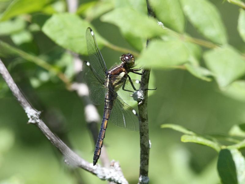 Photo of Spangled Skimmer