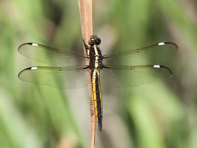 Photo of Spangled Skimmer