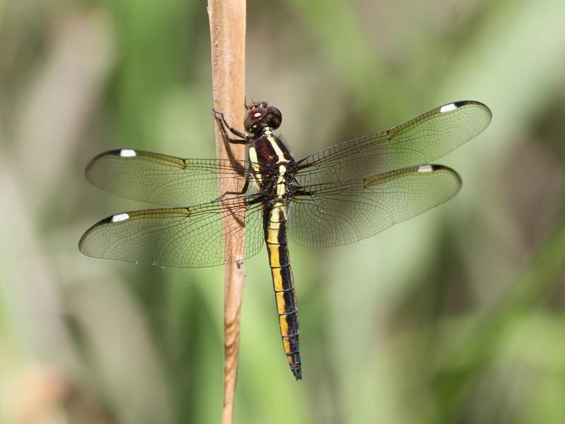 Photo of Spangled Skimmer