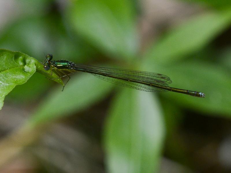 Photo of Sedge Sprite