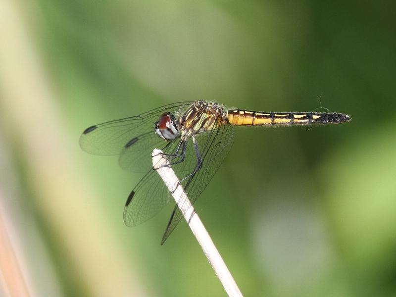 Photo of Blue Dasher