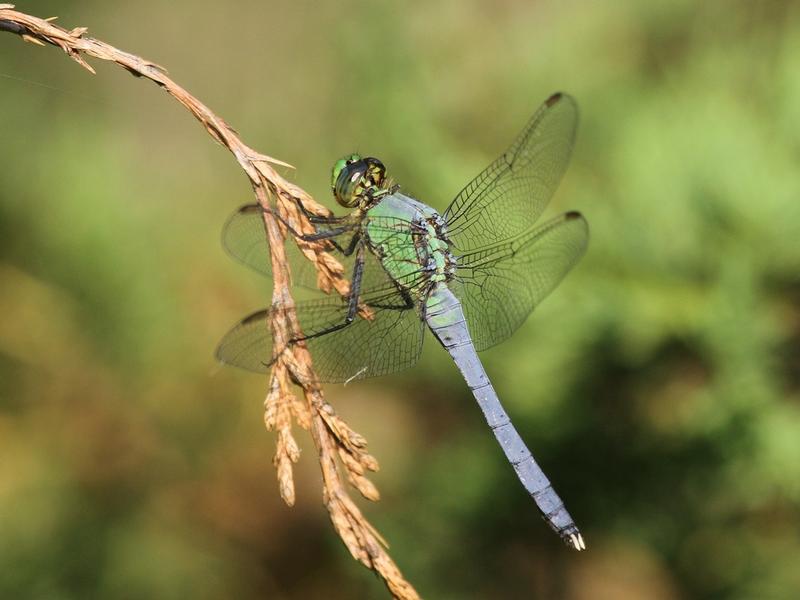 Photo of Eastern Pondhawk