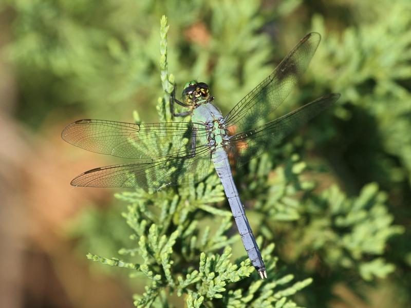 Photo of Eastern Pondhawk