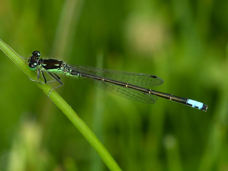 Photo of Eastern Forktail