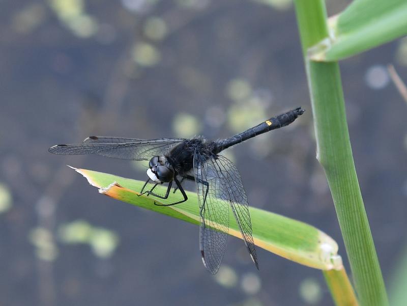 Photo of Dot-tailed Whiteface