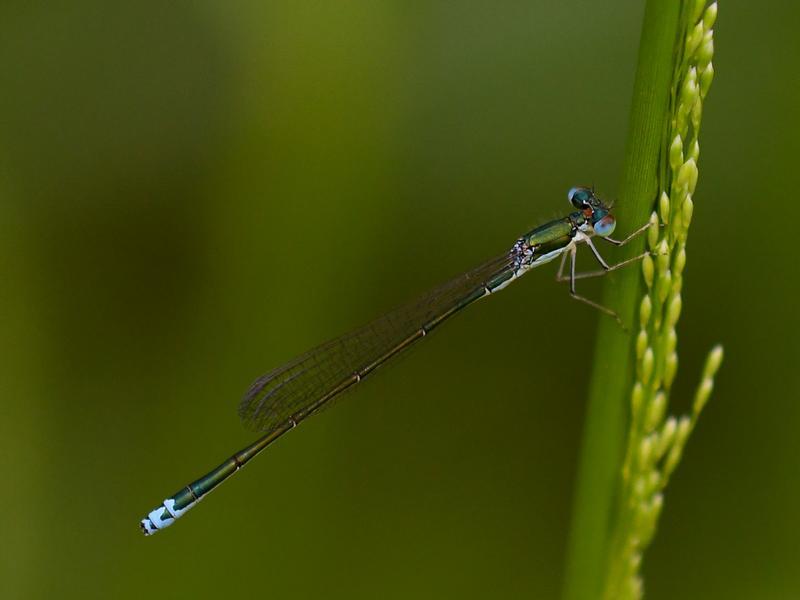 Photo of Sedge Sprite