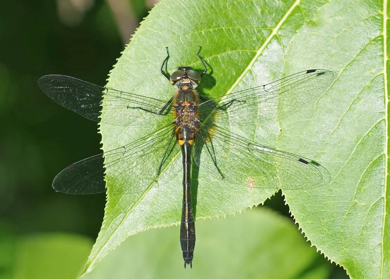 Photo of Racket-tailed Emerald