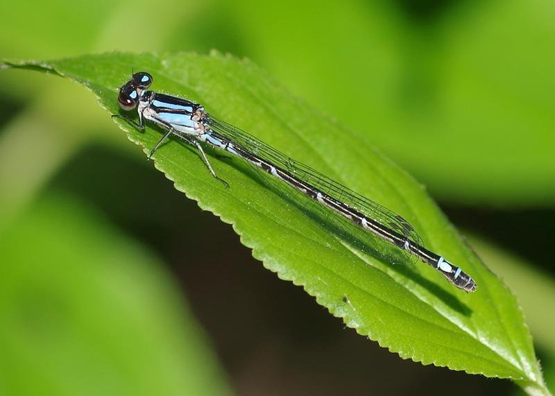 Photo of Skimming Bluet