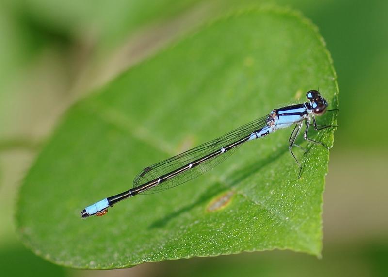 Photo of Skimming Bluet