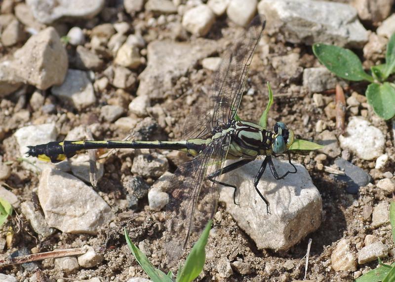 Photo of Midland Clubtail