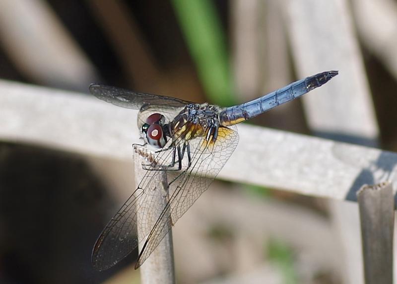 Photo of Blue Dasher