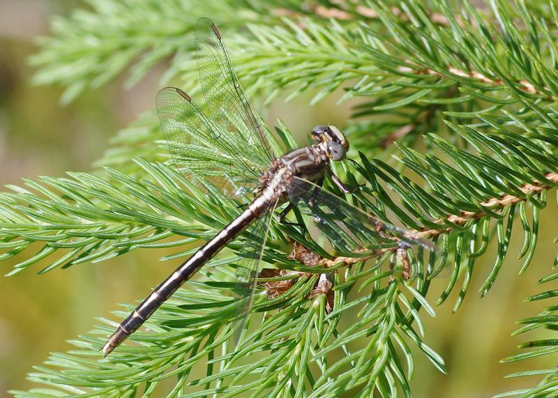 Photo of Dusky Clubtail