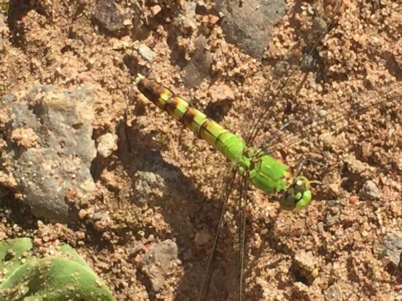 Photo of Eastern Pondhawk