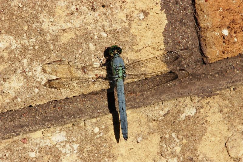 Photo of Eastern Pondhawk