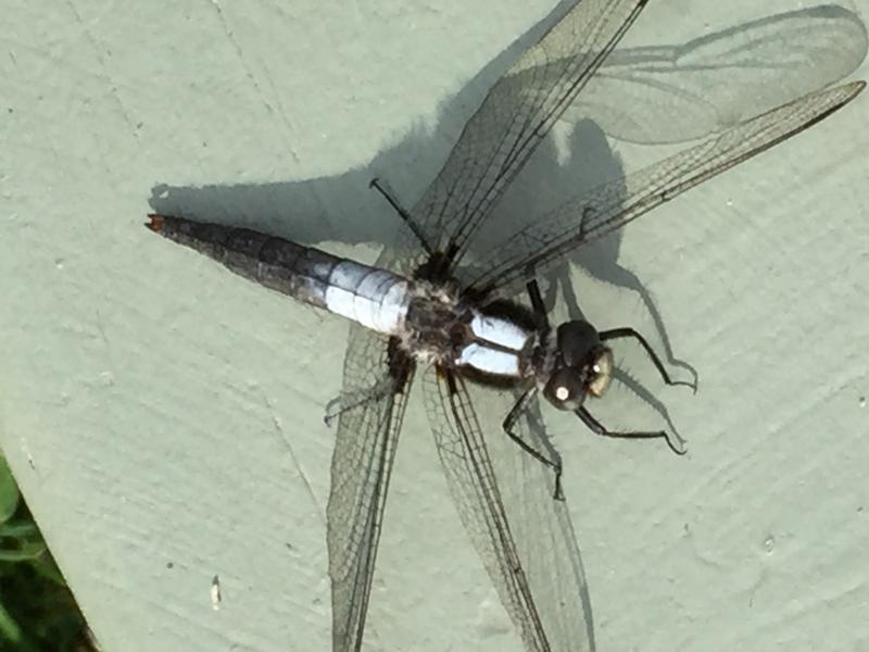 Photo of Chalk-fronted Corporal