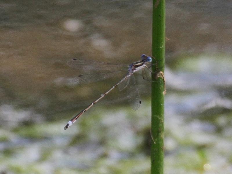 Photo of Southern Spreadwing