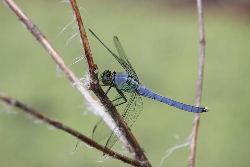 Photo of Eastern Pondhawk