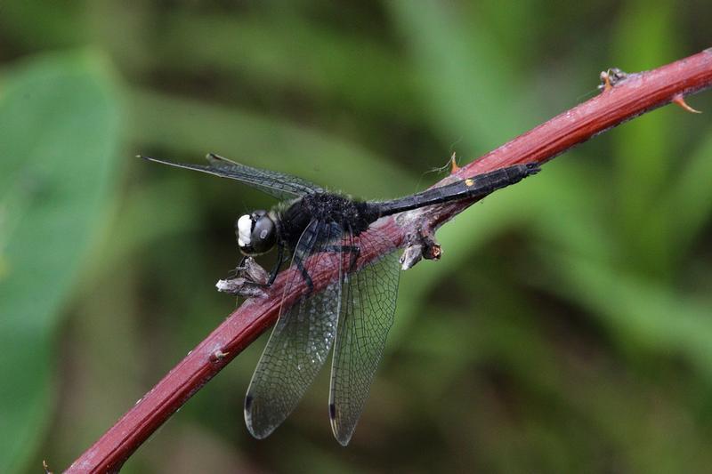 Photo of Dot-tailed Whiteface