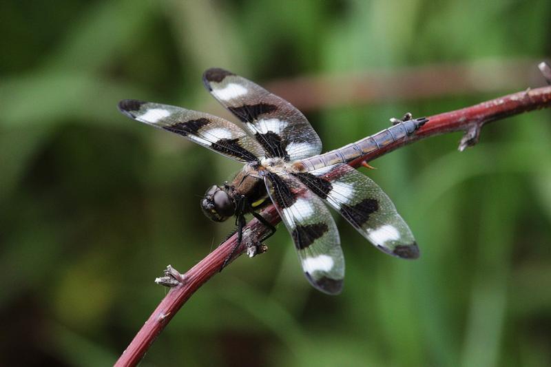 Photo of Twelve-spotted Skimmer