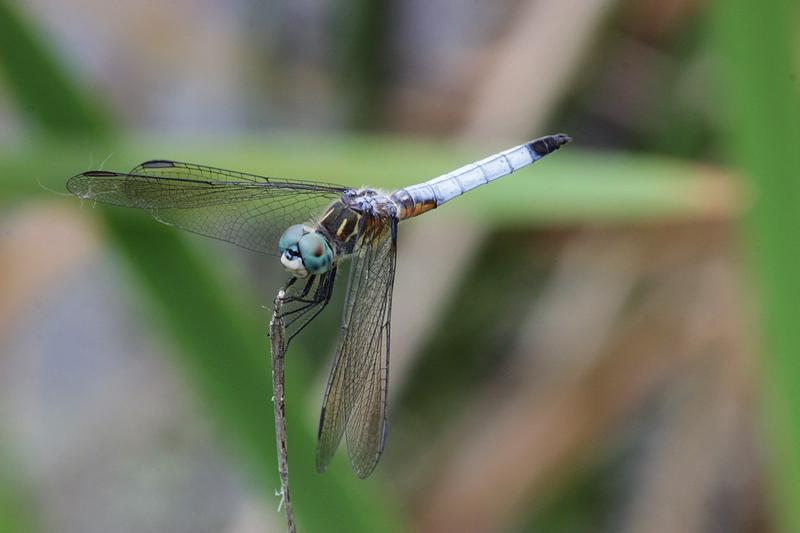 Photo of Blue Dasher