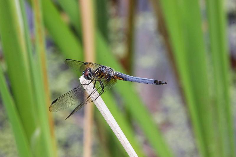 Photo of Blue Dasher