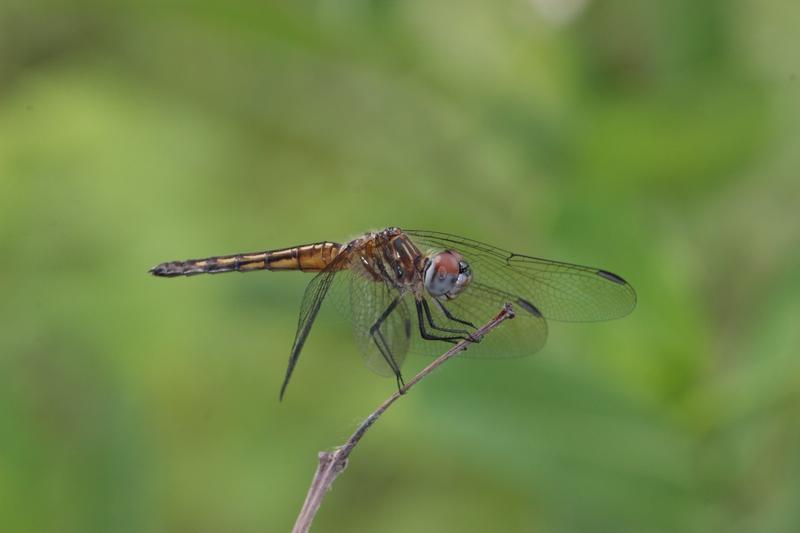 Photo of Blue Dasher