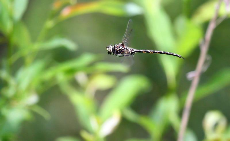 Photo of Harlequin Darner
