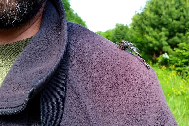 Photo of Harlequin Darner