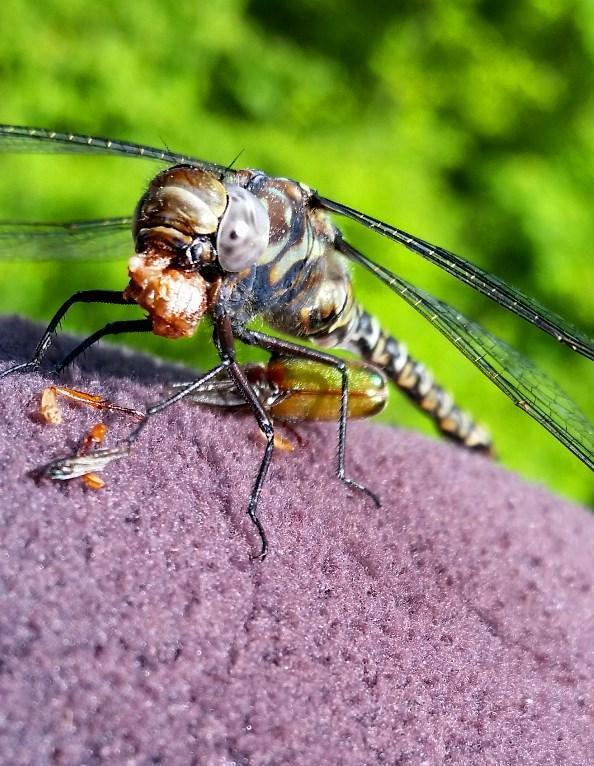 Photo of Harlequin Darner