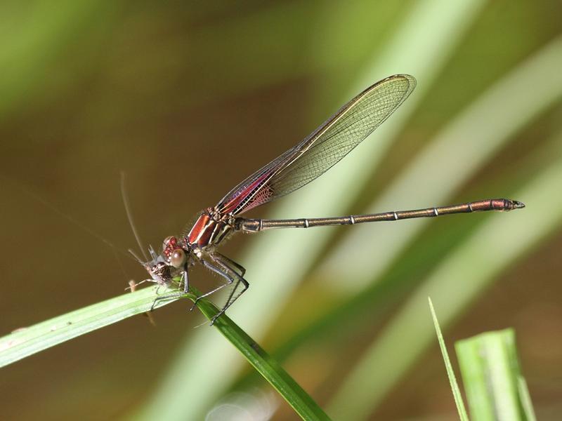 Photo of American Rubyspot