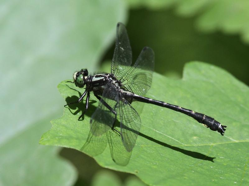 Photo of Mustached Clubtail