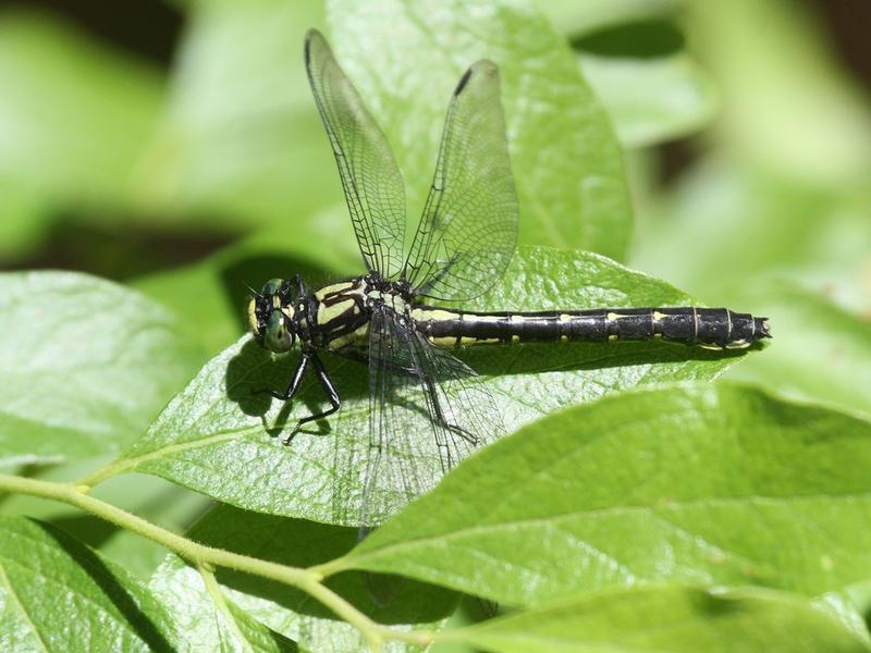 Photo of Mustached Clubtail