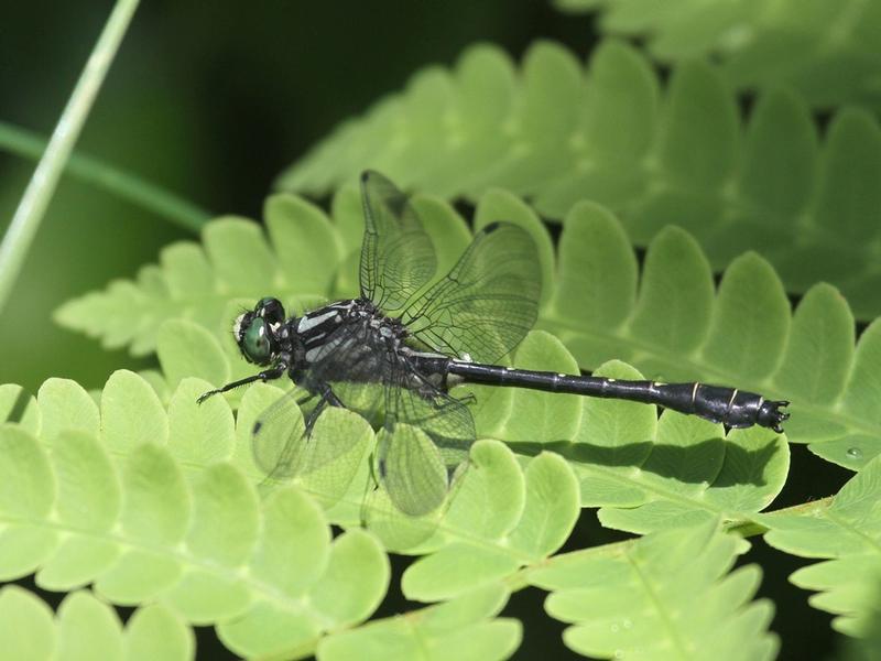 Photo of Mustached Clubtail