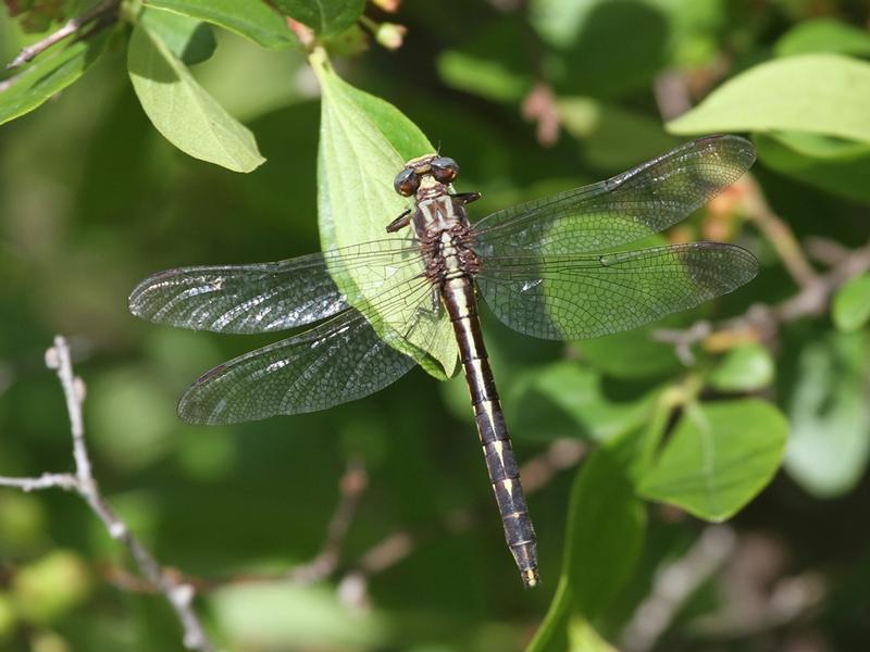 Photo of Ashy Clubtail