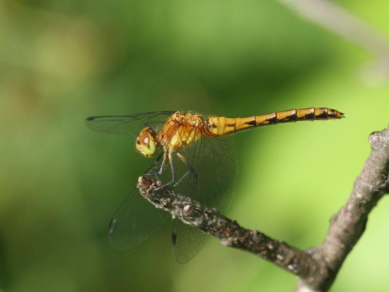 Photo of Ruby Meadowhawk