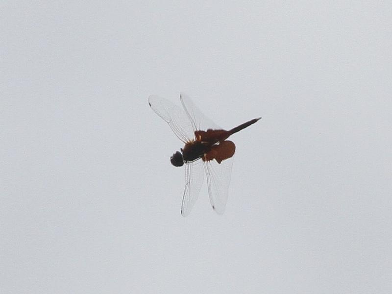 Photo of Carolina Saddlebags