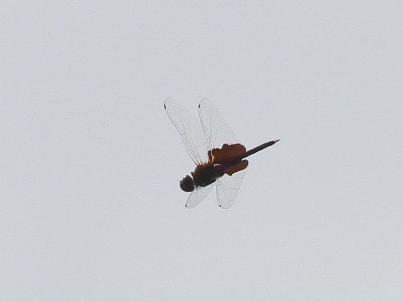 Photo of Carolina Saddlebags