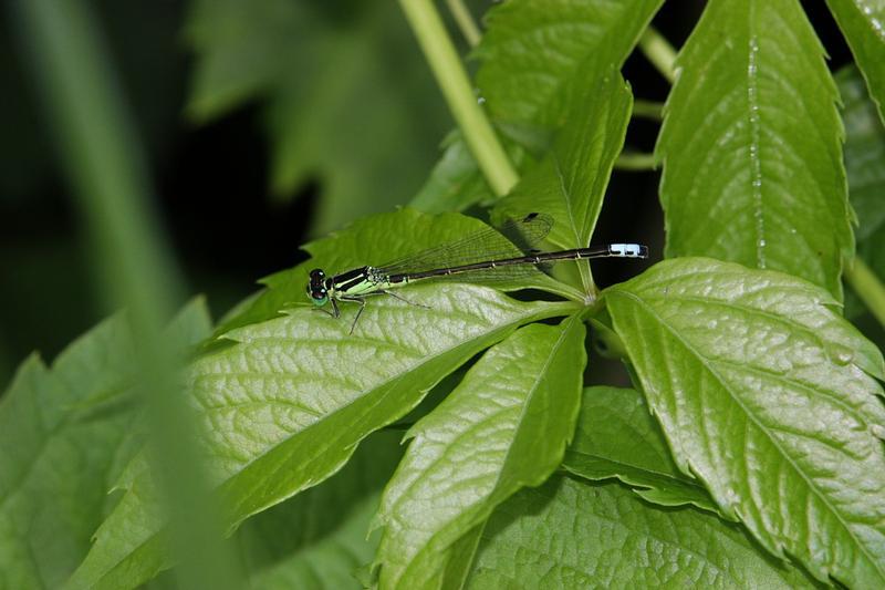 Photo of Eastern Forktail