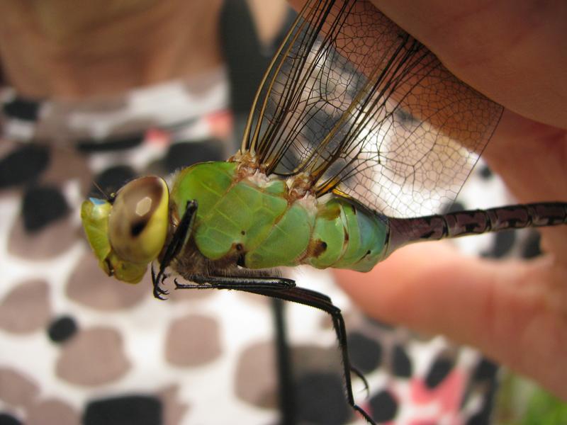 Photo of Common Green Darner