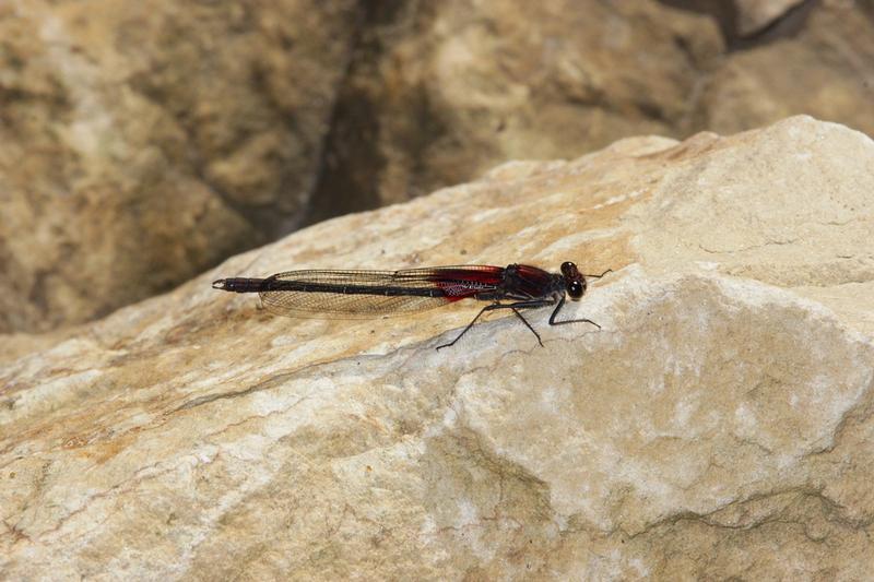 Photo of American Rubyspot