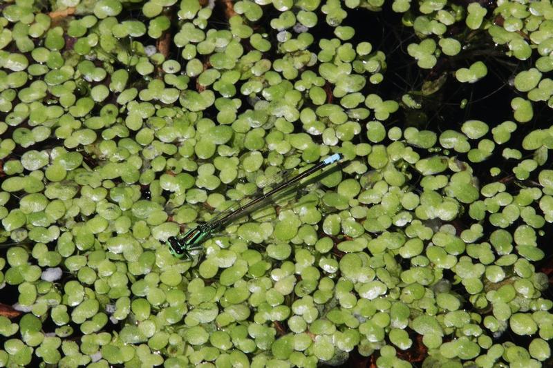 Photo of Eastern Forktail