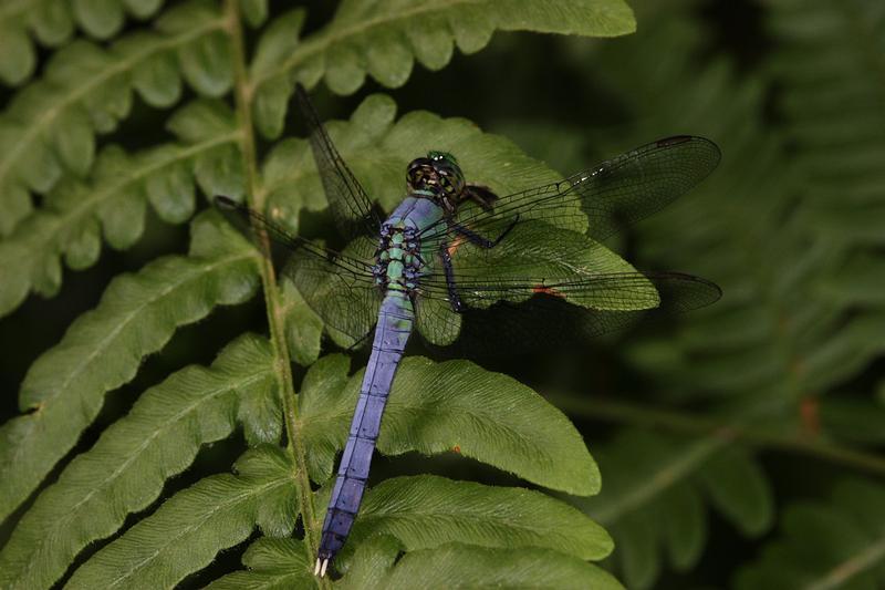 Photo of Eastern Pondhawk