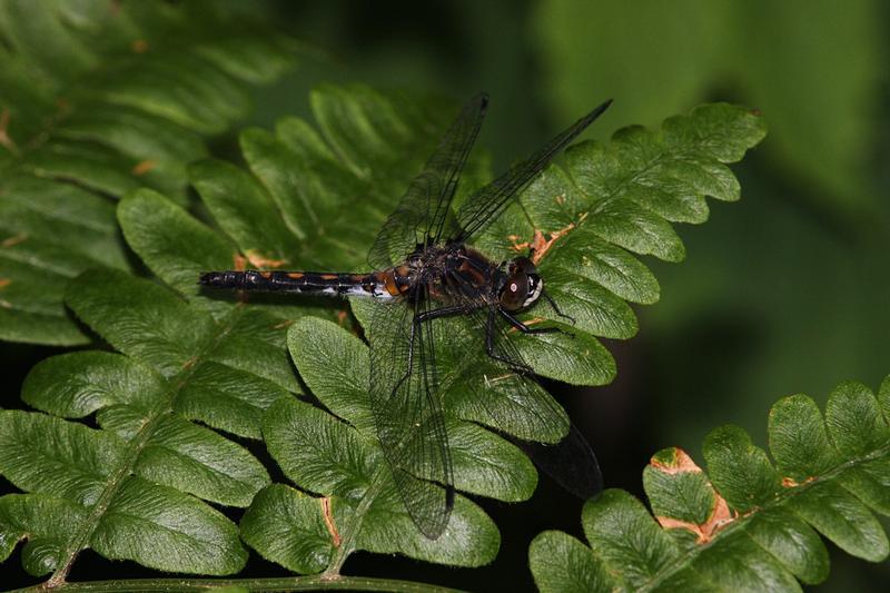 Photo of Dot-tailed Whiteface